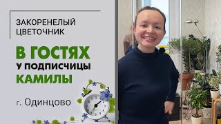 В гостях у Камилы, г. Одинцово | Супер коллекция фикусов и не только