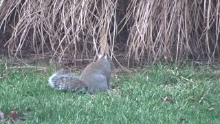 Gray Squirrel Digging For a Winter Snack (Creative Commons-Attribution License)