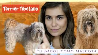 Terrier Tibetano  Tibetan Terrier. Razas de perros del Tibet. Como es y como cuidarlo aquí 🐾🐕‍🦺💖🐶👀😎