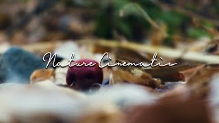 Nature Cinematic | Video Sinematik Alam KEREN