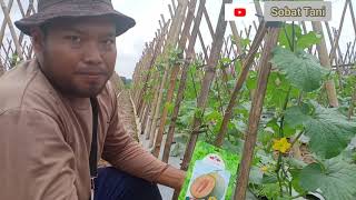 Bincang Bincang Seputar Melon #part1 #PemilihanBuah #MelonOrange #NewMadestaF1 #SahabatTaniLampung