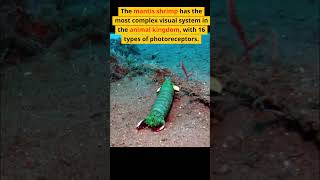 The Mantis Shrimp..