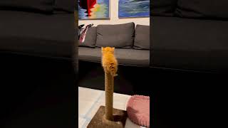 Funny cat video #youtube #youtubeshorts #ytshorts