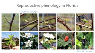 Blackberry Budbreak Induction by Plant Hormones | 2020 FSHS Presentation