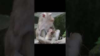 Monkey funny videos #1314 #babymonkey #shortvideo #short #viral #monkey #reels2023