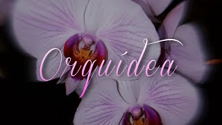 EduziN - Orquídea 🌸