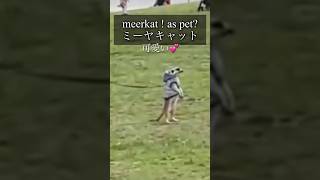 Cute meerkat as pets~ミーヤキャットペット#animals#pets#meerkat#viral#shorts