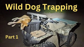 Trapping Wild Dogs Part 1 :The Future Calf Killers