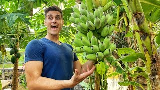 Took me over a year to grow the world's best bananas!