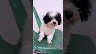 Cute dog #shorts #chuhungvlog #thoanhcotam #photography | Chú Hùng Vlog