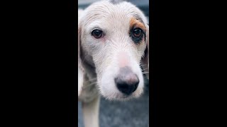 Rescatamos perra embarazada abandonada bajo la lluvia