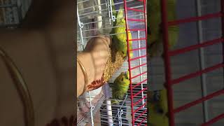 Budgies hand feeding #tranding #viralvideo #shorts #viralshorts #viral #bird #birds