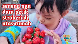 Panen strawberry 🍓 di atas rumah bersama dara 2021 || di kebun dara