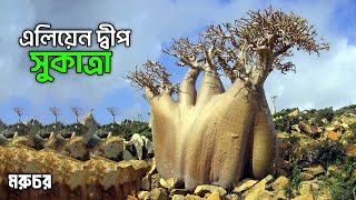 পৃথিবীর বুকে এলিয়েন দ্বীপ সুকাত্রা || Socotra || The Alien island between Yemen and Somalia | মরুচর