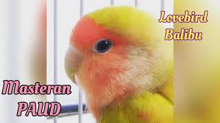 Masteran Burung Lovebird | PAUD lolohan - balibu | hasil mantap auto gacor