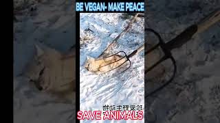 save animals 1 #funnymoments #status #shortsvideo