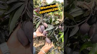 #thailand #black #mango #blackmango #thaiblackmango