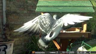 Birdtable cam (11 Oct 2020)