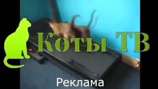 Рекламные заставки (Коты ТВ [г. Кемерово], 22.06.2015 - 13.07.2015)