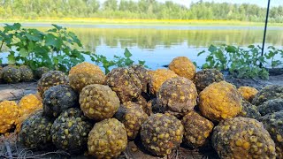 Карповая рыбалка на реке Ахтуба. В погоне за сазаном и белым амуром.