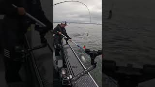 Catching Chinook salmon on top water in the ocean!!! #fishing #trending