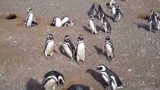 Penguins at Isla Magdalena, Chile