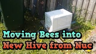 Moving Bees into the New Hive from the Nuc