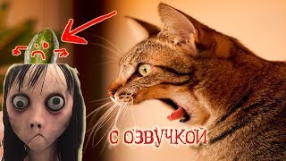 Приколы с котами с ОЗВУЧКОЙ – ТРОЛЛИМ МОМО - СМЕШНЫЕ коты и кошки 2018 – Domi Show