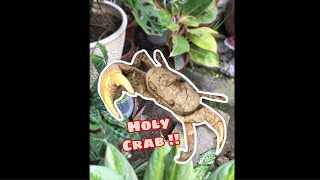 BIG CRAB HIDING IN THE GARDEN | GECARCINUCOIDEA CRAB