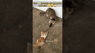 Rat v/s cats, I can't guess who wins 🫣#cat #catvideo #cutecat #catandmouse