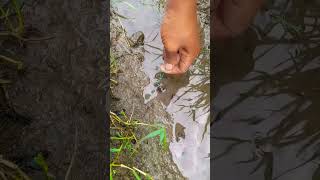 MANTAP NGUREK BELUT SAWAH LANGSUNG STRIKE #shorts #mancing