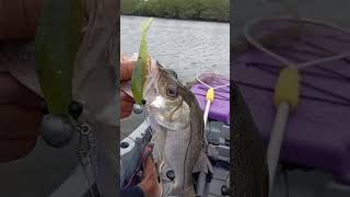 É Fatal!! Essa Isca é SENSACIONAL para Pescaria de Robalo #fishing #pescaria #shorts