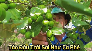 Kỹ Thuật Trồng Táo Siêu Đỉnh Trái Đậu Sai Như Cà Phê Của Anh Bạn Trẻ Ninh Thuận