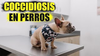 Coccidiosis en perros sintomas tratamiento