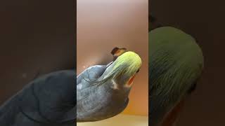 #parrots #shorts #viralvideos #funny #amazing #shorts #parrots #viralvideos (2)