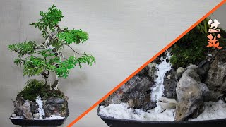 🌳 Cómo hacer tu propio Sooseki Bonsai