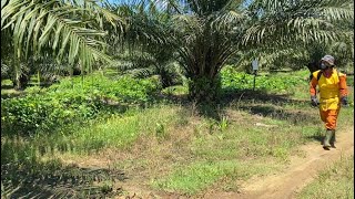 PERJALANAN MASUK KEBUN KELAPA SAWIT SUMUT