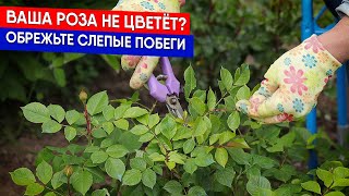 Ваша роза не цветёт? Обрежьте слепые побеги