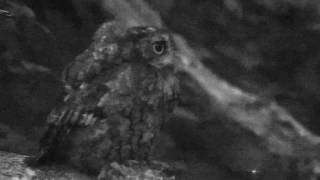 Eastern Screech Owl