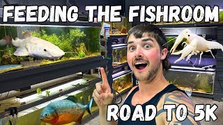 Feeding the Entire Fish Room: Road to 5,000 Subs