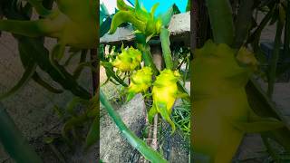 Aus Gold Yellow Dragon Fruit |Amazing Colour and Super Size #yellowdragonfruit #dragon_fruit