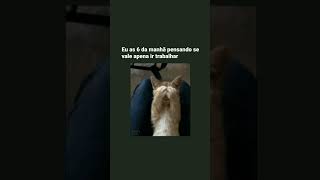 #memes #humor #gatos