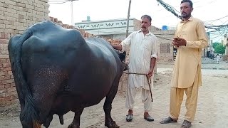 Beautiful Neeli Ravi Buffalo for Sale in Pakistan on YouTube 2/8/2024