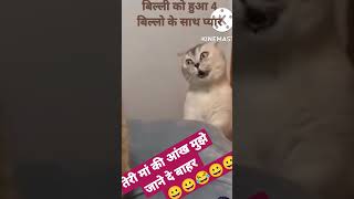 cat couple fighting 😂😝😝!!!#shortsvideo #shortanimalvideo #shortfunnyvideo #funnycats #rochak kahani