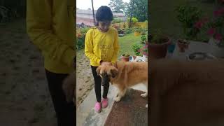 #dog #doglover #shorts #youtubeshorts #funny #trending #trendingshorts #like #share