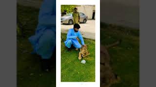 #drabdulwahab #consultancy #lion #dr #treatment #vetdr #playing #vaccination  #heat #animal