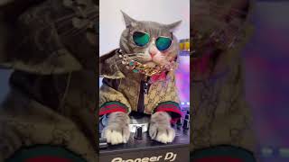 cat rapper