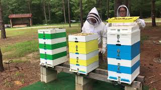 Inspecting Bee Hive ready for split, Verroa mite check