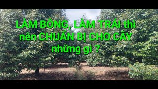 CÁC BƯỚC CĂN BẢN ĐỂ CÂY KHỎE, CHUẨN BỊ LÀM BÔNG LÀM TRÁI