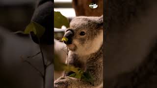 captivative presence : Adorable Koala Munching on Leaves 4k video